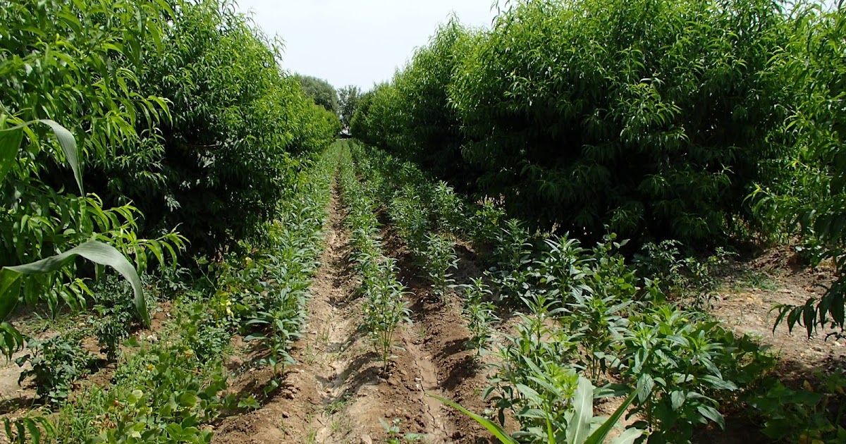 Is a 1-Acre Garden Worth More Than a 100-Acre Field?